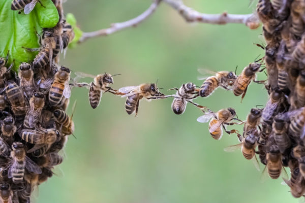 bees